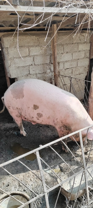 Vând porc  - imagine 4