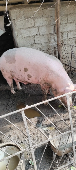 Vând porc  - imagine 5