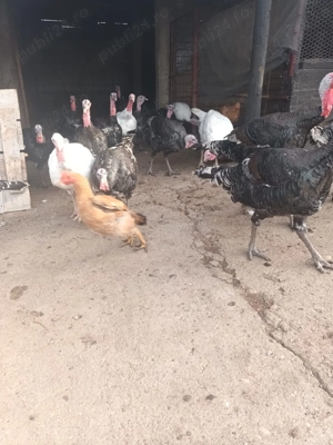 Curci de vânzare  - imagine 2 Curci de vânzare  - imagine 2