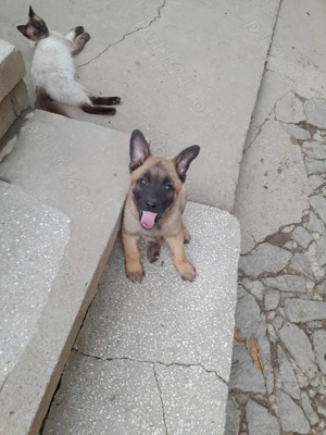Vând cățelușă ciobănesc belgian malinois