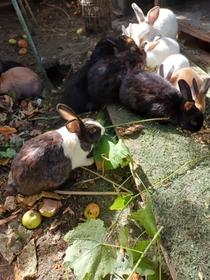 Vand iepuri puiuți și adulți culoare alb, maro, negru, 20-50 ron alb cu negru