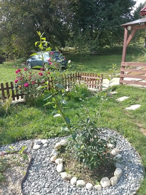 Casa din 2019 cu 4300 mp intravilan, livada bio și vie la 45 min de Cluj 