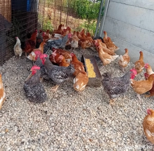 de vanzare pui mari  - imagine 3 de vanzare pui mari  - imagine 3