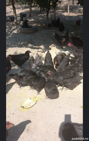 Puicute australop si cocosi 