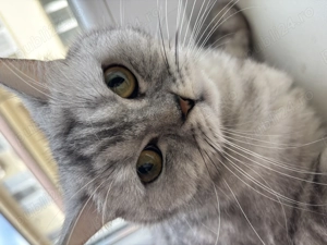 Vând cuplu femelă și motan vârstă 1 an sunt de aceeași vârstă ,  - imagine 4