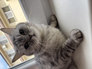 Vând cuplu femelă și motan vârstă 1 an sunt de aceeași vârstă ,  - imagine 3