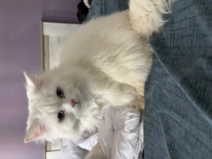 Vând cuplu femelă și motan vârstă 1 an sunt de aceeași vârstă ,  - imagine 5