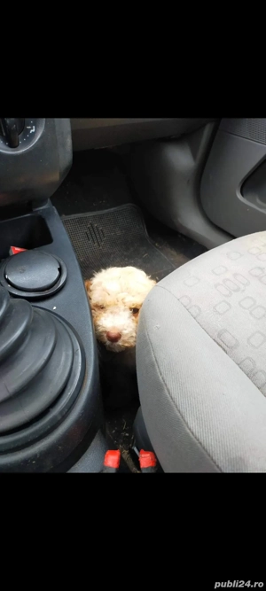 Lagotto romagnolo baiat disponibil din părinți cu pedigree  - imagine 2