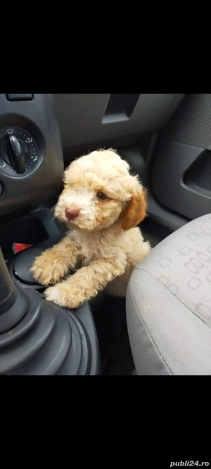 Lagotto romagnolo baiat disponibil din părinți cu pedigree