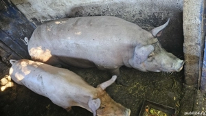 Vand porc mare!! - imagine 5