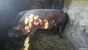 Vand porc mare!! - imagine 2