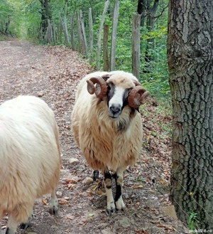 Berbec de vânzare  - imagine 2 Berbec de vânzare  - imagine 2