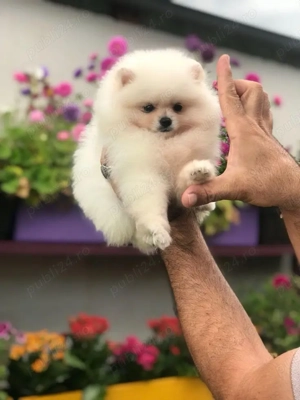 Pomeranian Mini alb cu carnet,microcip,vaccin-transport la Bucuresti sau alte Orase
