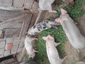Vănd purcei de 4luni jumătate 