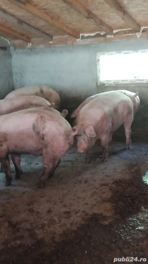 de vanzare - imagine 4