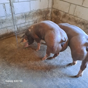 Vând 2 scrofite pietrain belgian pur pentru reproducere 