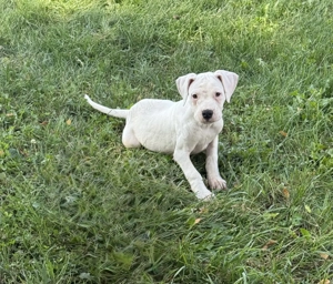 Vând Dog Argentinian