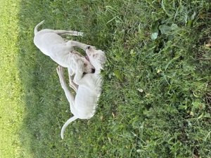 Vând Dog Argentinian - imagine 4 Vând Dog Argentinian - imagine 4