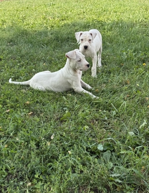 Vând Dog Argentinian - imagine 3 Vând Dog Argentinian - imagine 3
