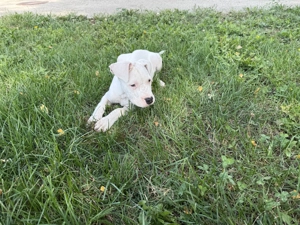 Vând Dog Argentinian - imagine 5 Vând Dog Argentinian - imagine 5