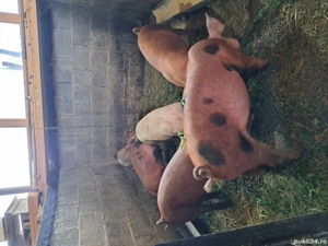 purcei de vanzare  - imagine 3 purcei de vanzare  - imagine 3