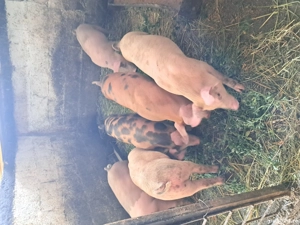 purcei de vanzare  - imagine 5 purcei de vanzare  - imagine 5