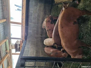 purcei de vanzare  - imagine 2 purcei de vanzare  - imagine 2