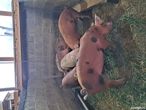 purcei de vanzare  - imagine 4 purcei de vanzare  - imagine 4
