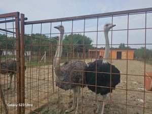 Familie de strut  - imagine 2