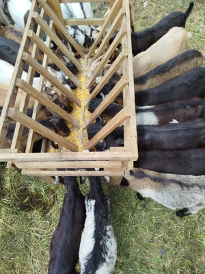 Lapte de capra Roșiori de Vede  - imagine 2 Lapte de capra Roșiori de Vede  - imagine 2