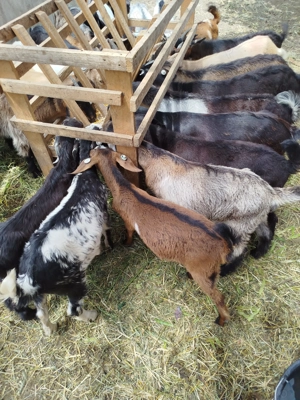 Lapte de capra Roșiori de Vede  - imagine 3 Lapte de capra Roșiori de Vede  - imagine 3