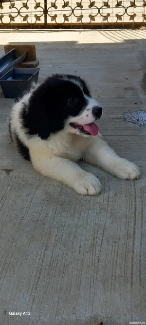 Pui Ciobănesc Romanesc de Bucovina  - imagine 7