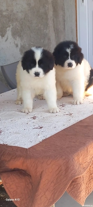 Pui Ciobănesc Romanesc de Bucovina  - imagine 5