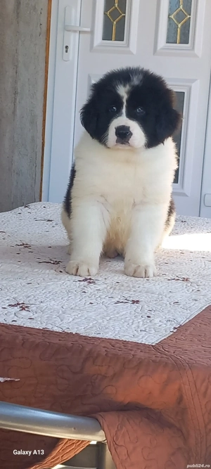 Pui Ciobănesc Romanesc de Bucovina  - imagine 6