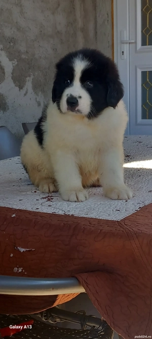 Pui Ciobănesc Romanesc de Bucovina  - imagine 4