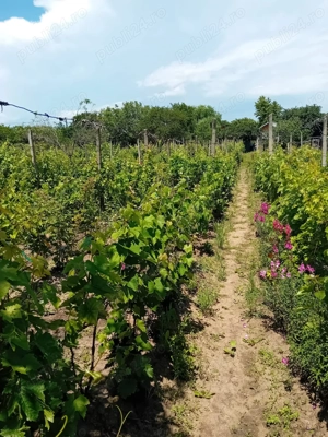 Vand Teren intravilan in Valea Calugareasca - vie pe rod - imagine 2