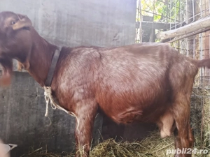 capre alpine franceze (originale )  - imagine 3