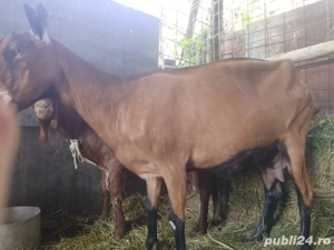 capre alpine franceze (originale )  - imagine 2