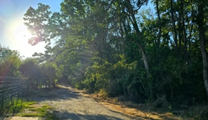 Casa la padure Balotesti ilfov - imagine 4