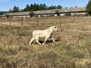 Vând țap pentru reproducere - imagine 2 Vând țap pentru reproducere - imagine 2