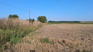  MCD Expert Imobiliare   Vânzare teren agricol, Zona Izvoare  - imagine 7