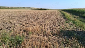  MCD Expert Imobiliare   Vânzare teren agricol, Zona Izvoare  - imagine 6