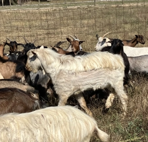 Vând țap pentru reproducere - imagine 3 Vând țap pentru reproducere - imagine 3