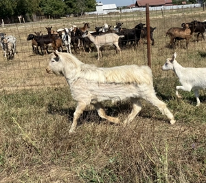 Vând țap pentru reproducere