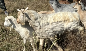 Vând țap pentru reproducere - imagine 5 Vând țap pentru reproducere - imagine 5