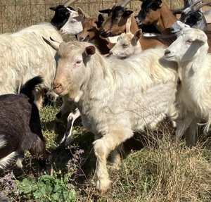 Vând țap pentru reproducere - imagine 4 Vând țap pentru reproducere - imagine 4