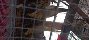 Ninfe 8 buc - imagine 3 Ninfe 8 buc - imagine 3