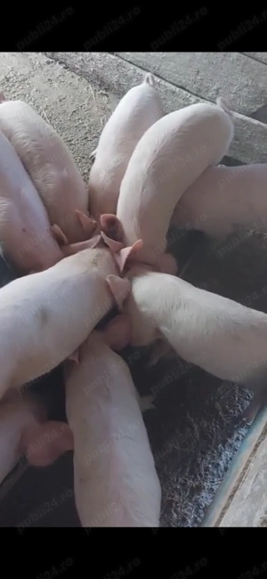 Vând 9 purcei de 8 săptămâni 
