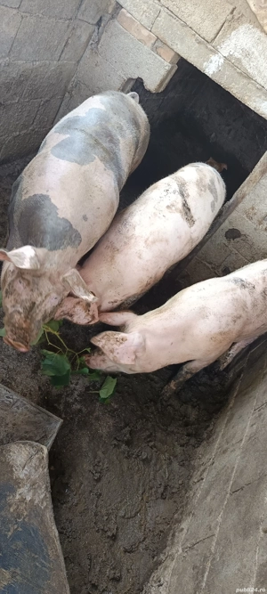 porci de vânzare 
