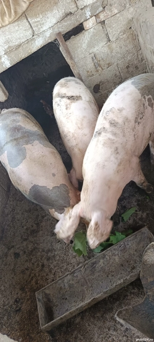 porci de vânzare  - imagine 4 porci de vânzare  - imagine 4